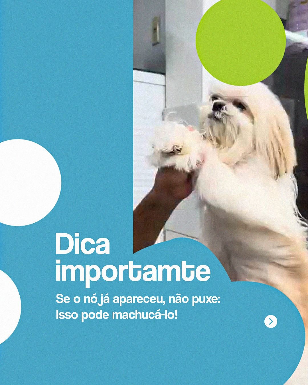 Seu pet está com nós na pelagem?