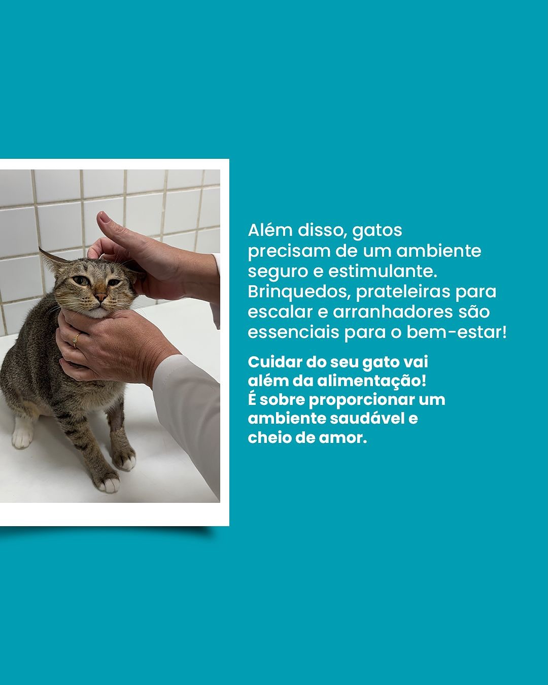 Se você quer ver seu gato realmente feliz e saudável, conte com a AMIGO MEU!