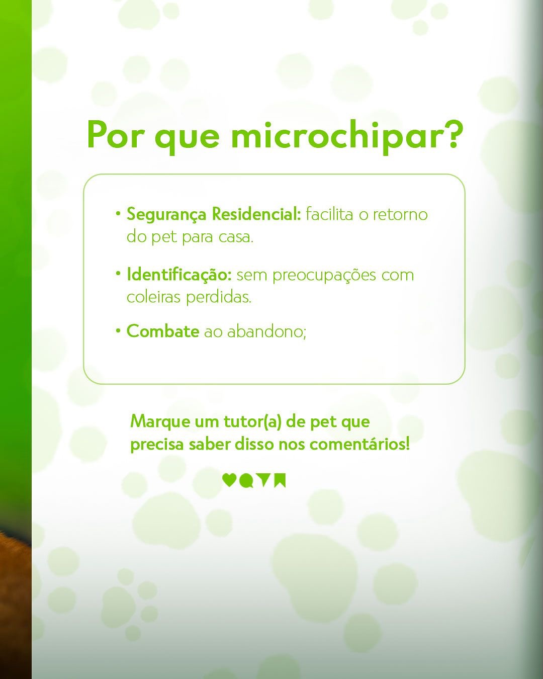 Agora é LEI: microchipagem obrigatória para cães e gatos!