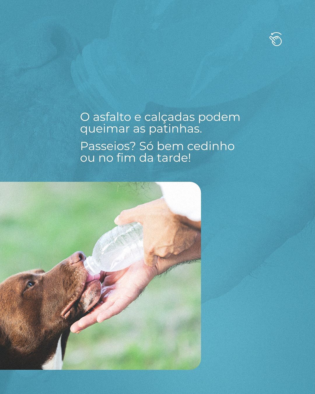 Calor de Fortaleza exige cuidado redobrado com seu pet!