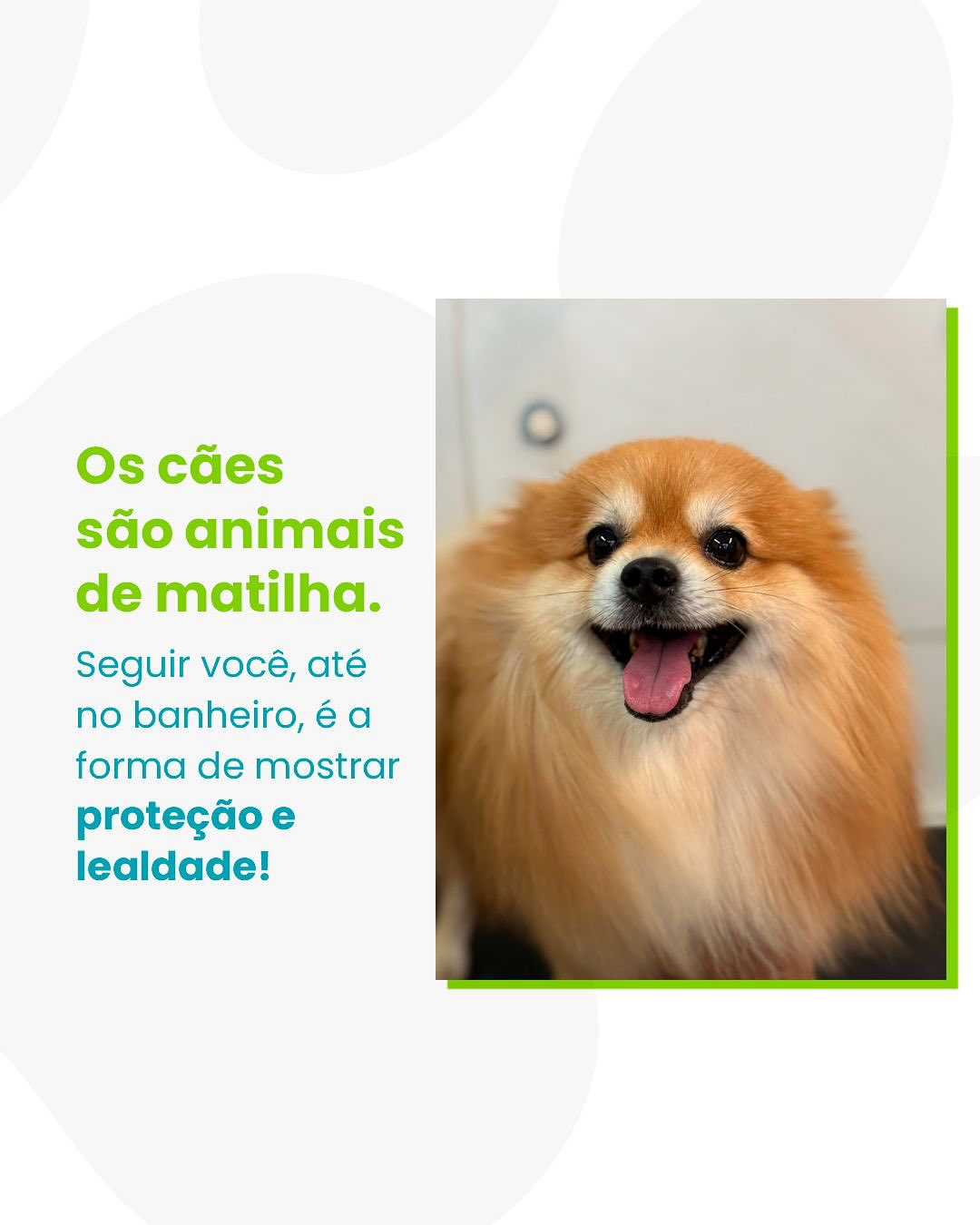 Já parou pra pensar por que seu pet insiste em te acompanhar até no banheiro?