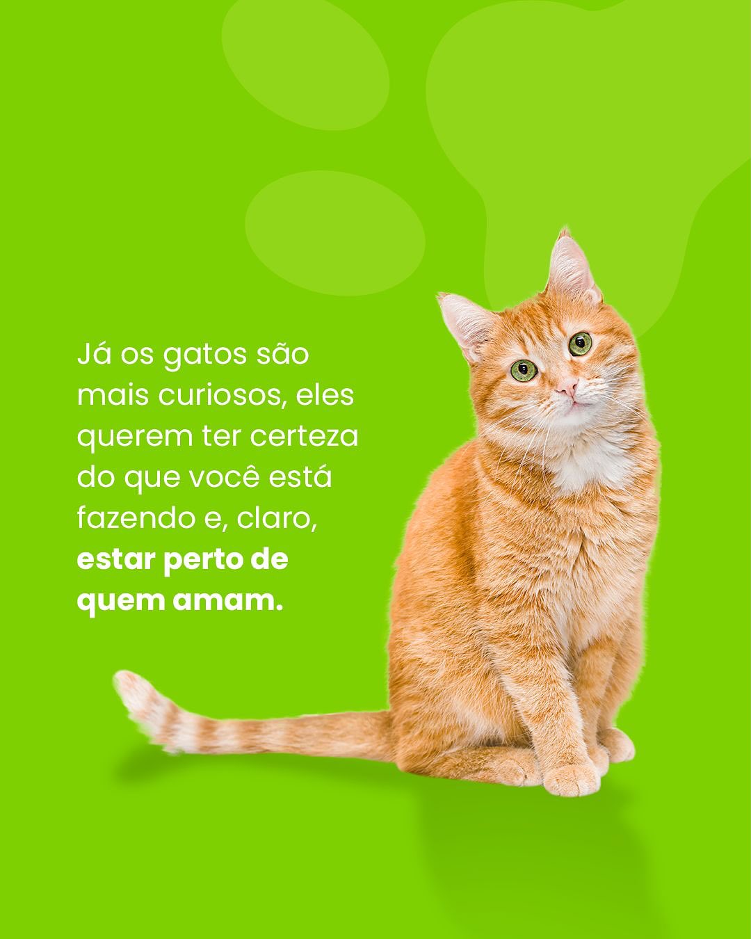 Já parou pra pensar por que seu pet insiste em te acompanhar até no banheiro?