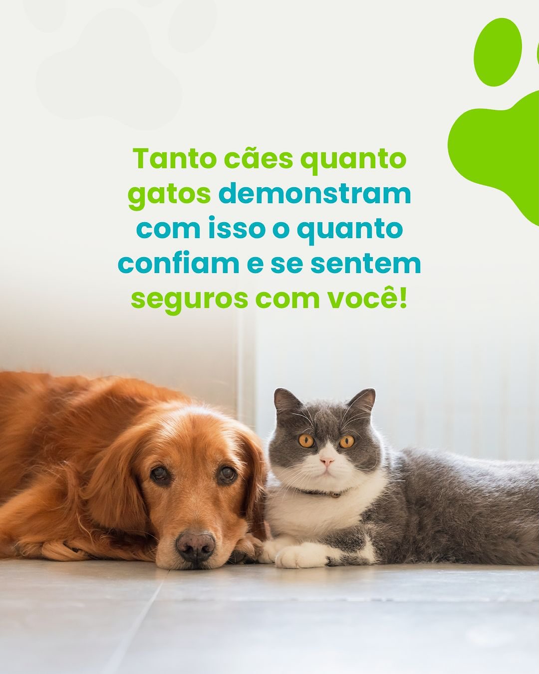 Já parou pra pensar por que seu pet insiste em te acompanhar até no banheiro?