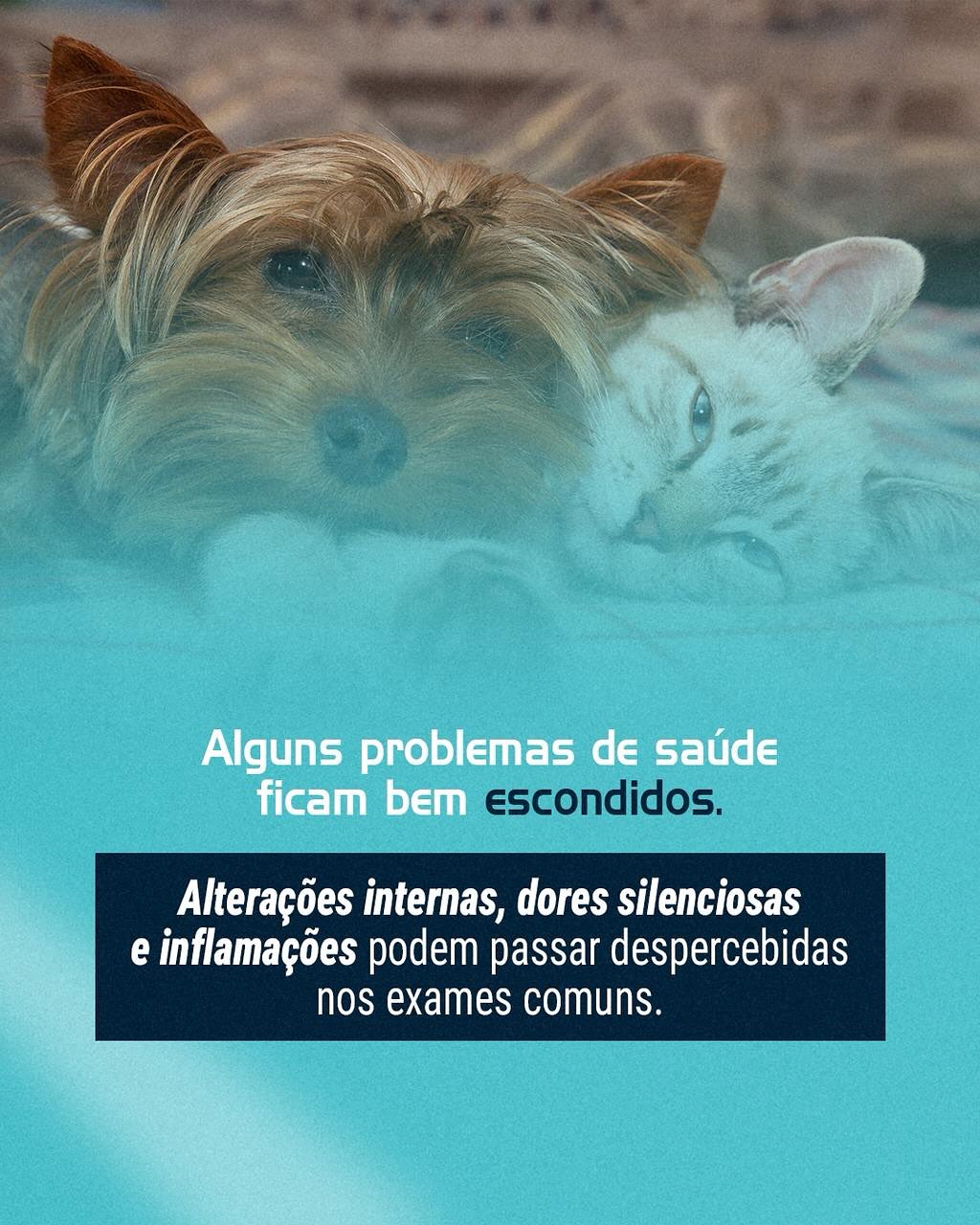 Está tudo bem com seu pet?