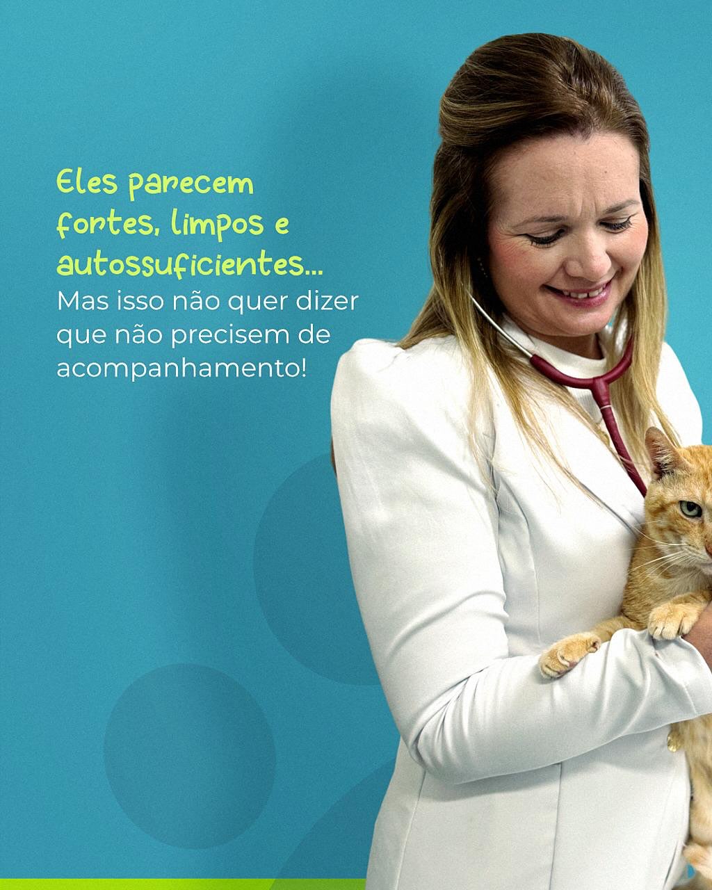 E por aí, quando foi a última vez que o seu gatinho visitou o veterinário?