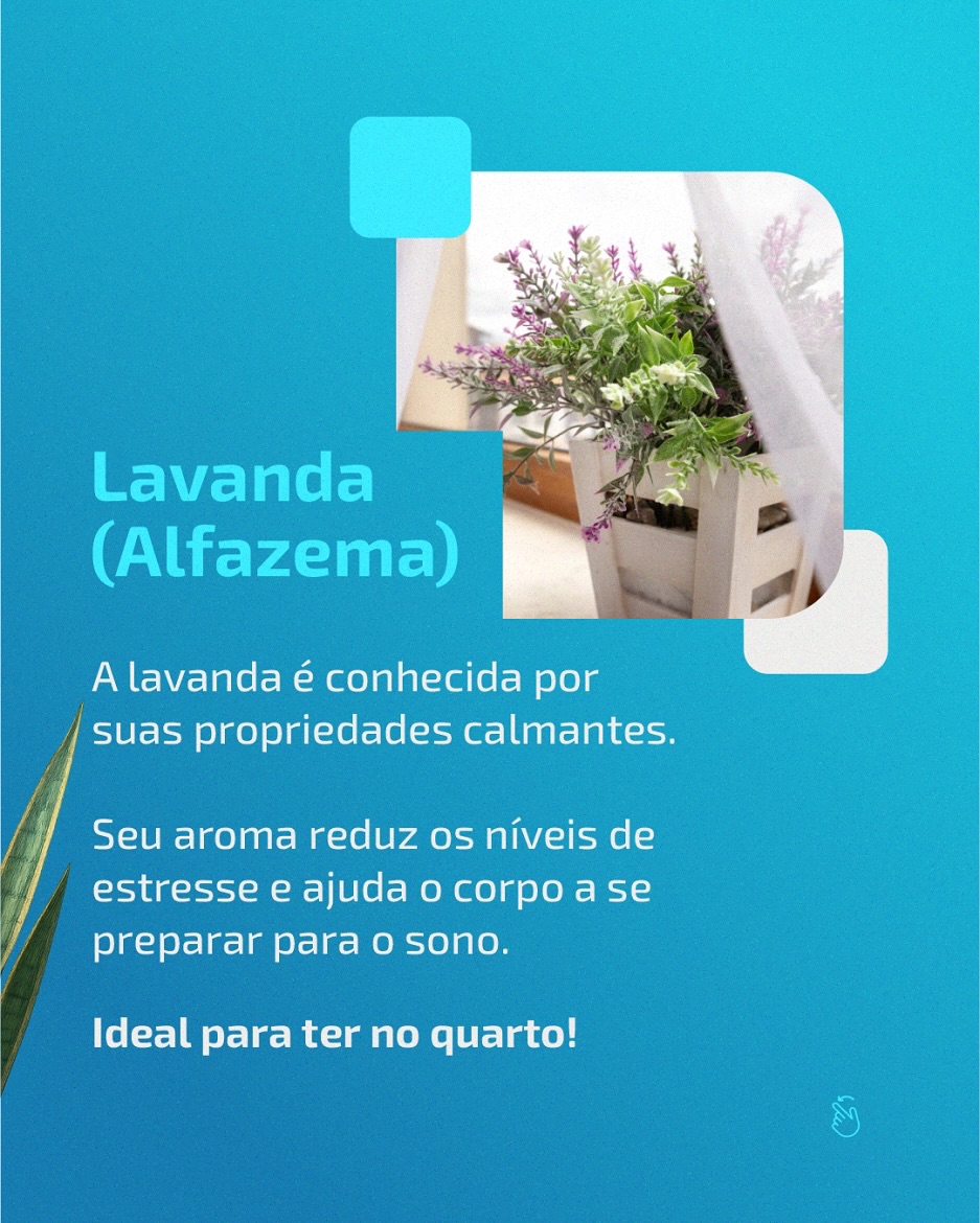 Plantas em casa
