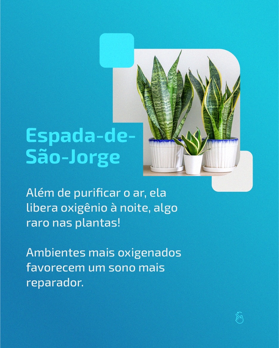 Plantas em casa