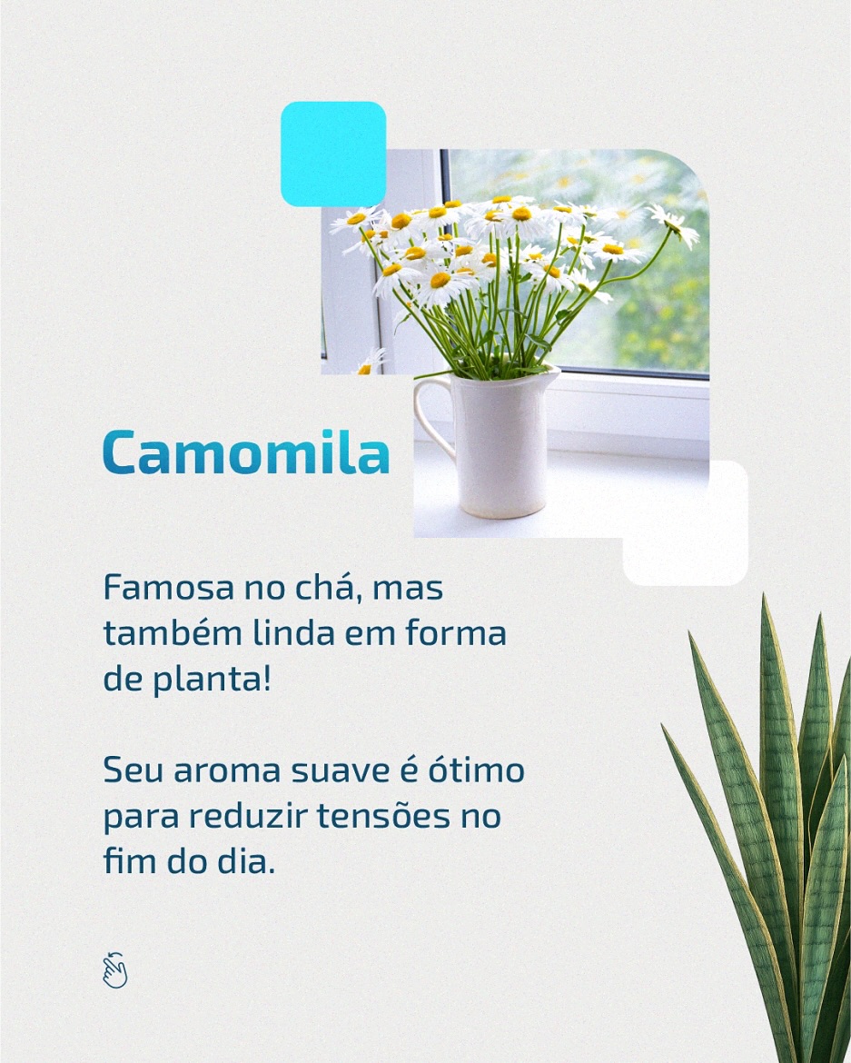 Plantas em casa