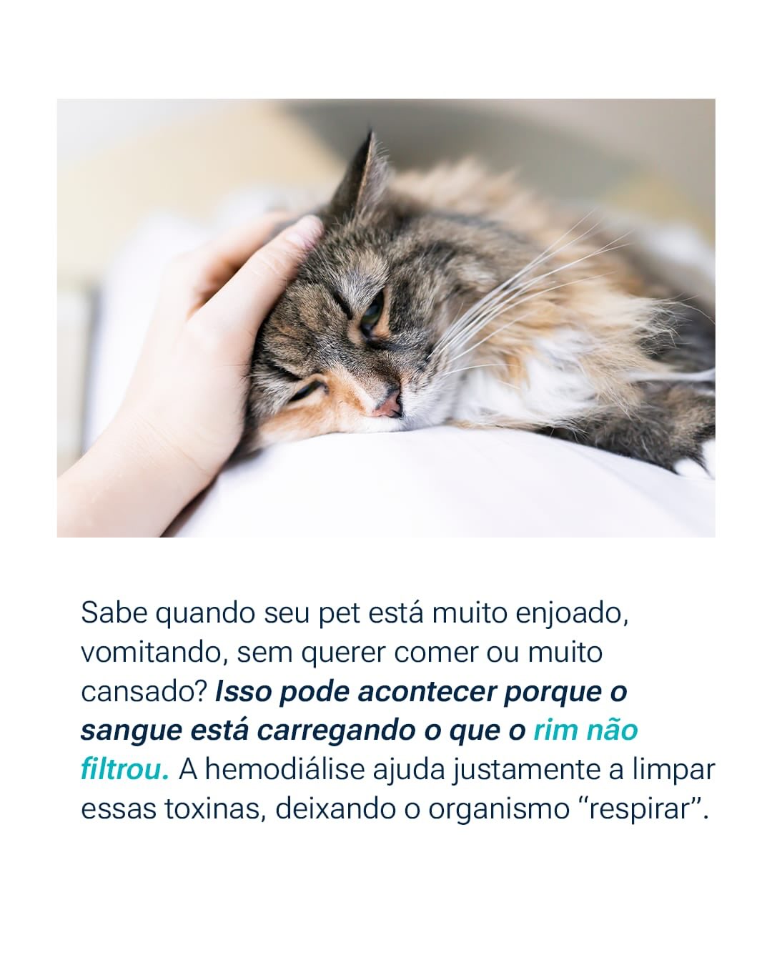 Se o seu pet apresenta alterações renais ou passou por uma intoxicação, converse com nossa equipe !