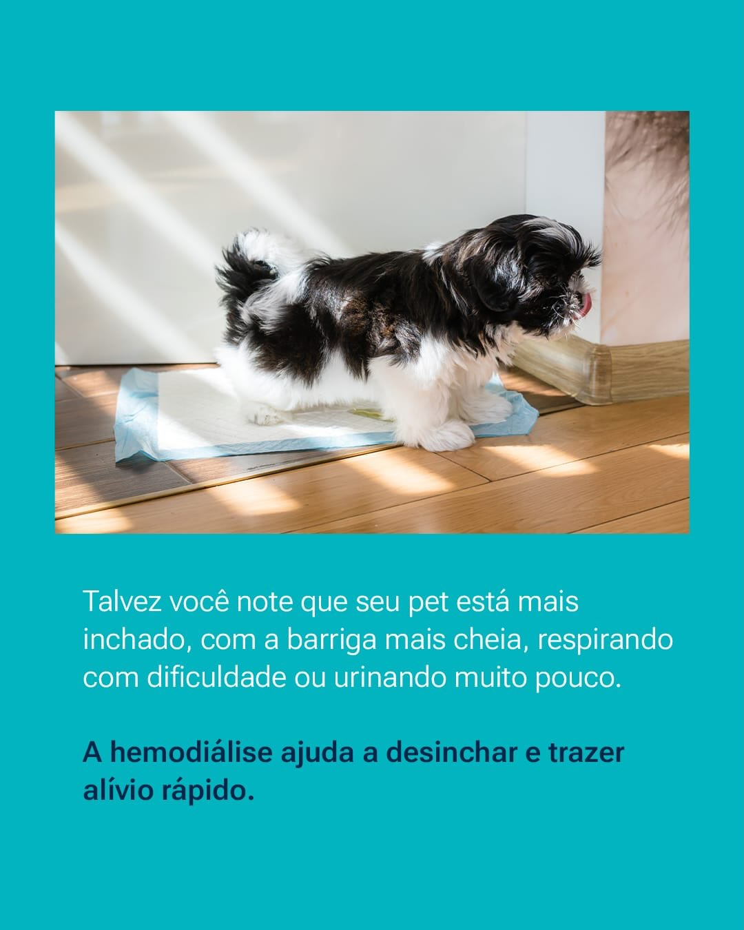 Se o seu pet apresenta alterações renais ou passou por uma intoxicação, converse com nossa equipe !