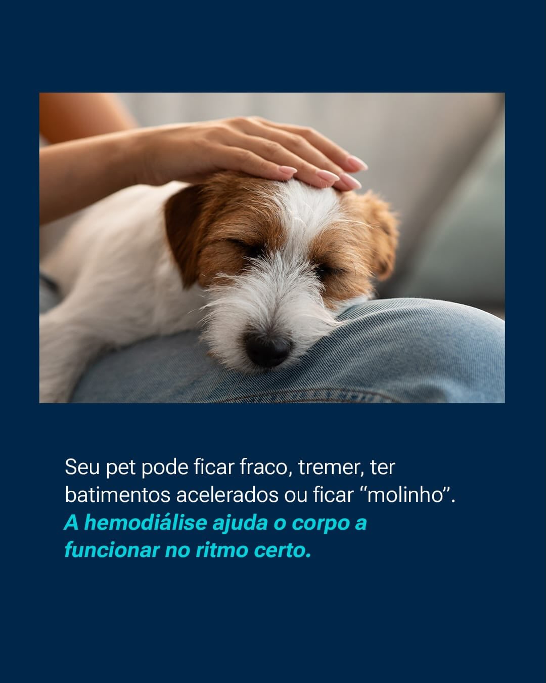 Se o seu pet apresenta alterações renais ou passou por uma intoxicação, converse com nossa equipe !