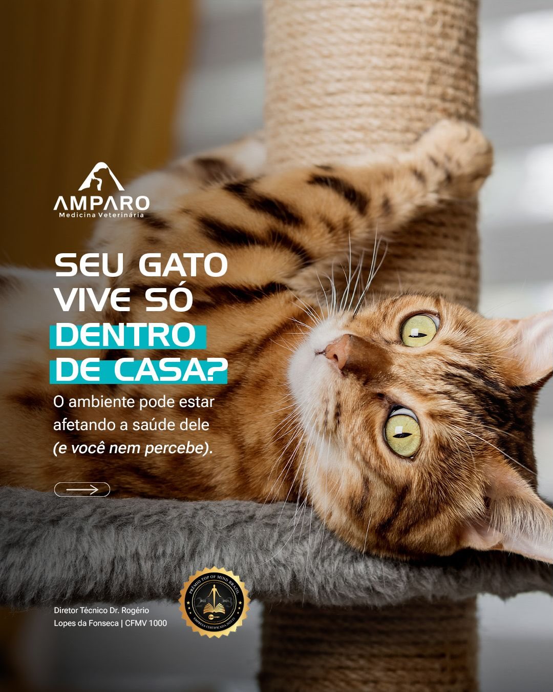 Em caso de dúvidas sobre comportamento ou bem-estar do seu gato, conte com a nossa equipe.