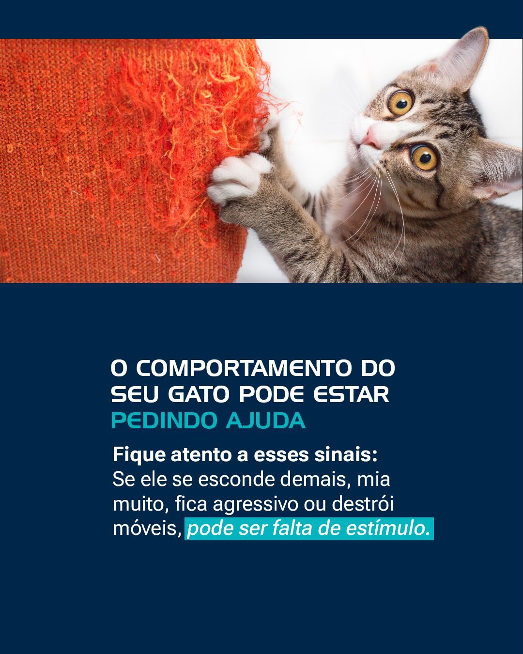 Em caso de dúvidas sobre comportamento ou bem-estar do seu gato, conte com a nossa equipe.