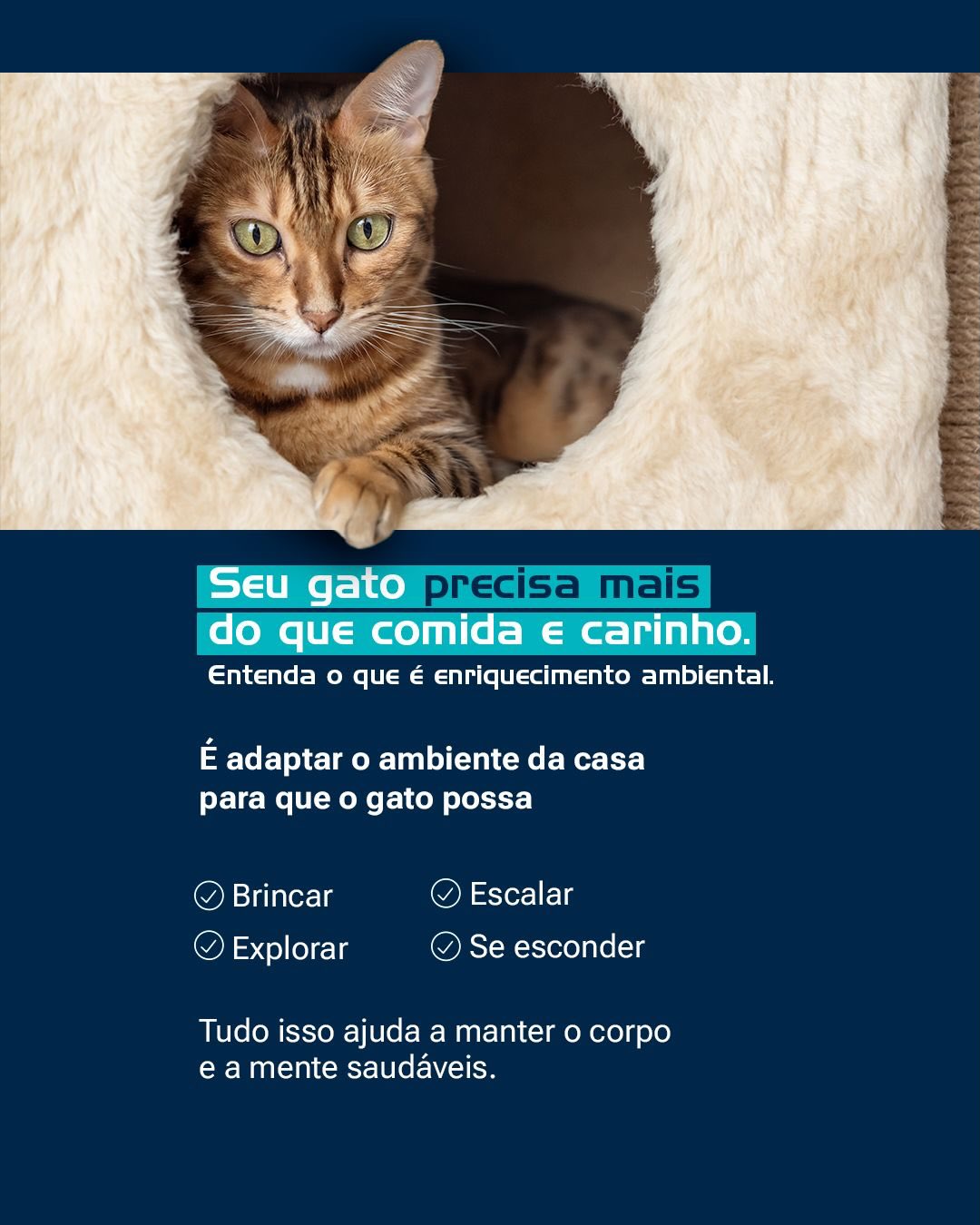 Em caso de dúvidas sobre comportamento ou bem-estar do seu gato, conte com a nossa equipe.