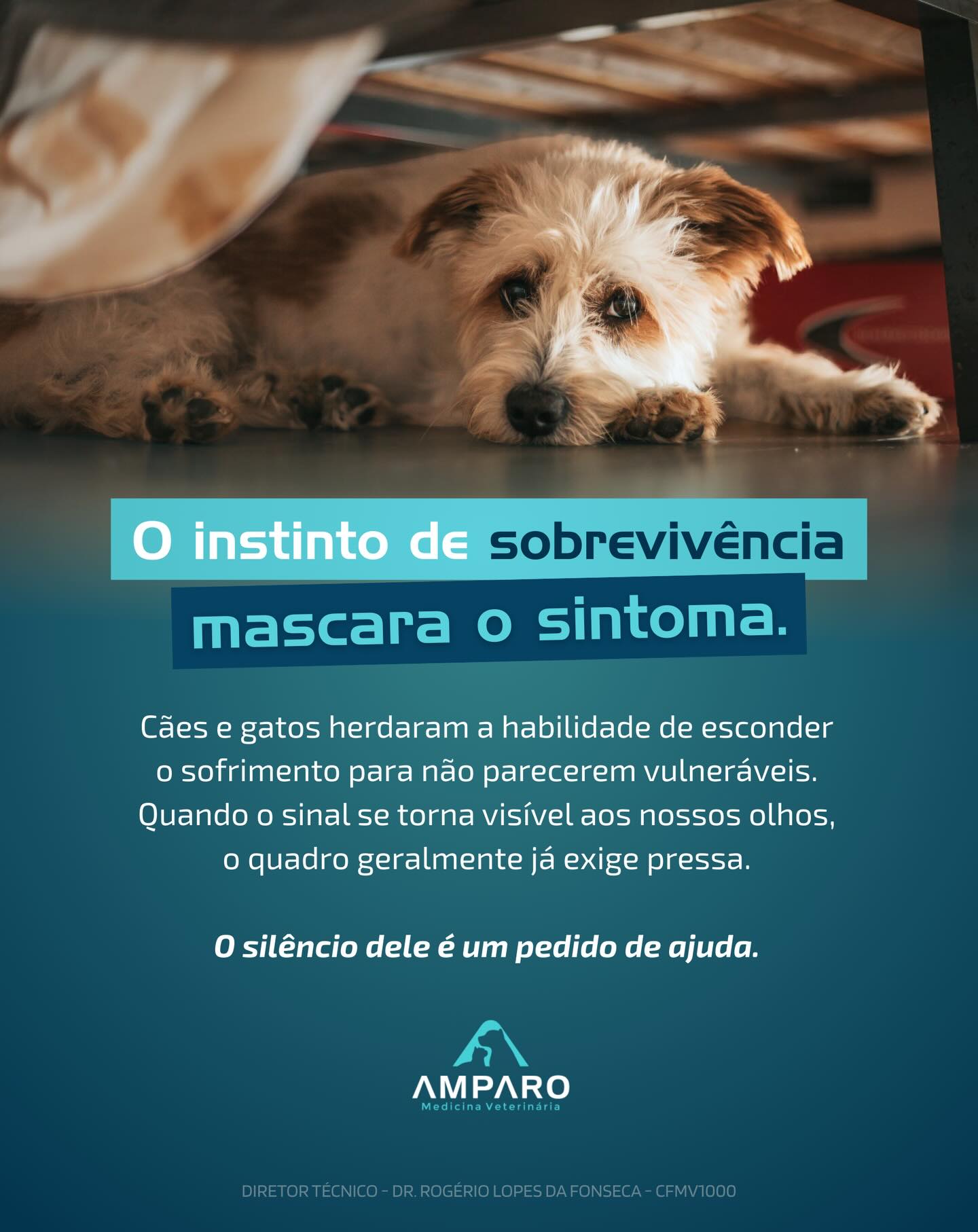 No Hospital Amparo, estamos prontos para traduzir o que o seu melhor amigo não consegue dizer.