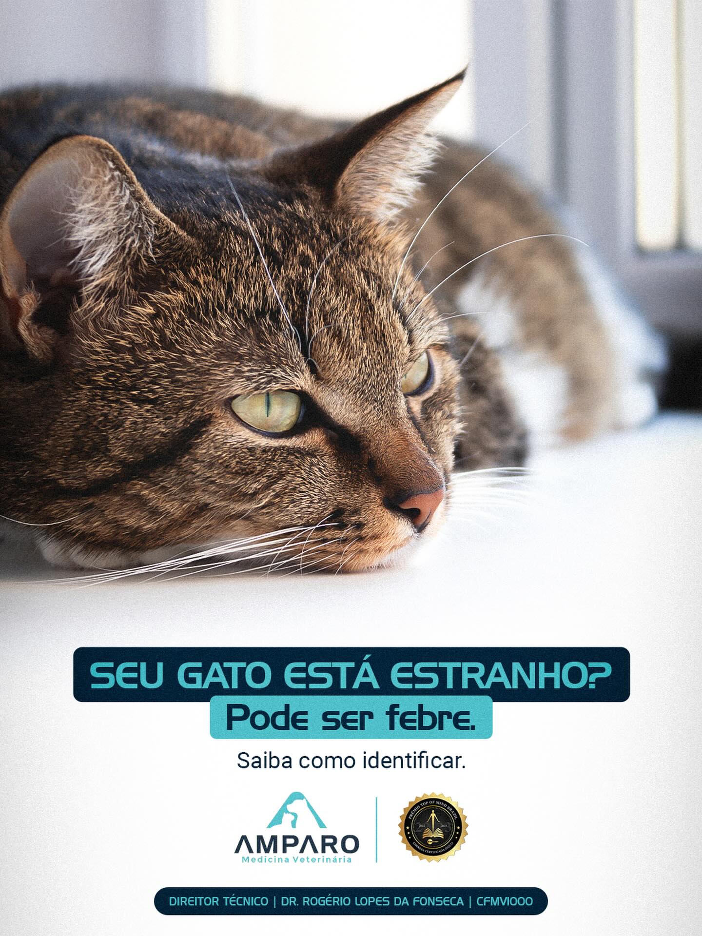 Seu gato está estranho? Pode ser febre.