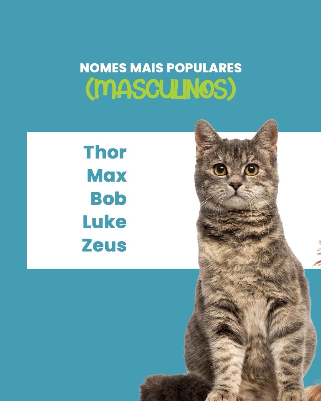 Você sabe quais são os nomes mais populares dos nossos melhores amigos de quatro patas?