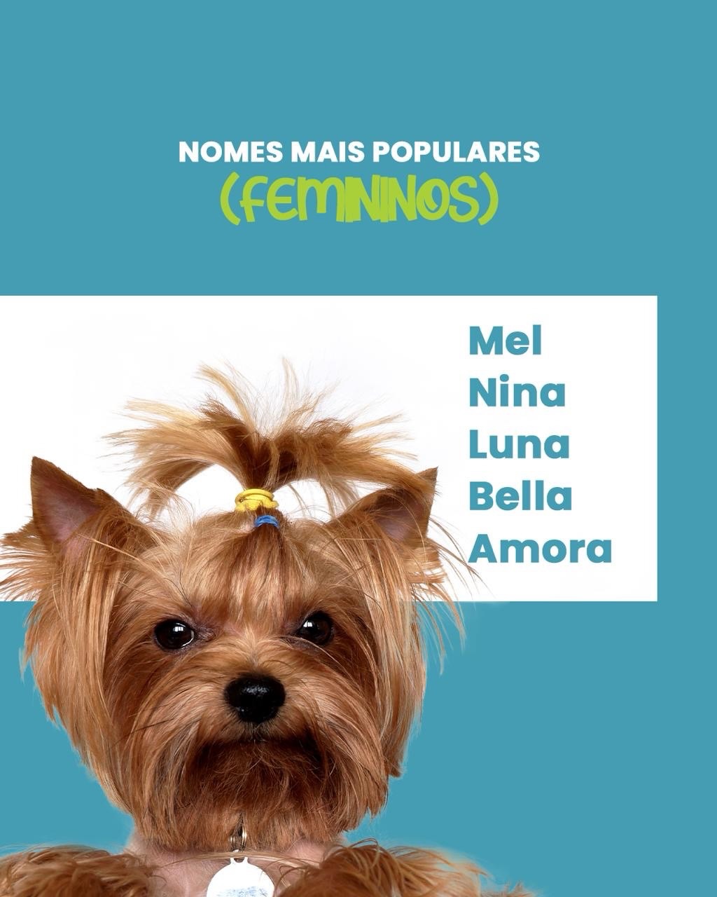 Você sabe quais são os nomes mais populares dos nossos melhores amigos de quatro patas?