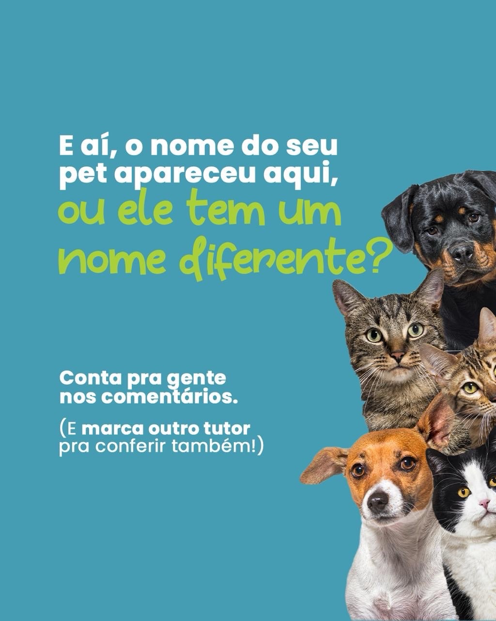 Você sabe quais são os nomes mais populares dos nossos melhores amigos de quatro patas?