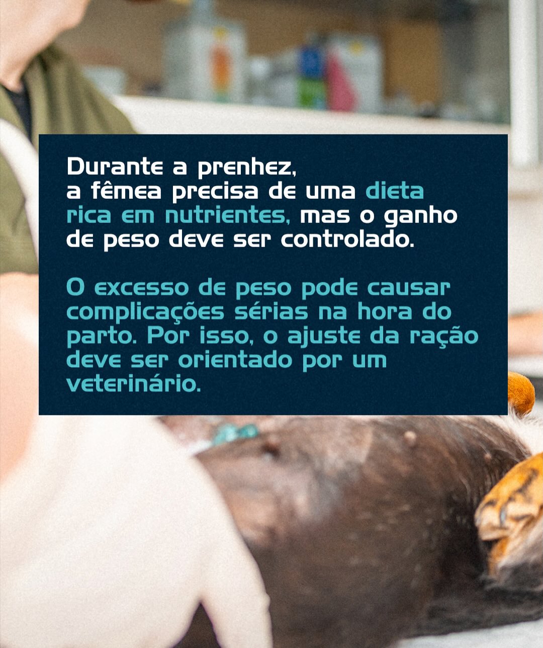Pré-natal canino: Porque ele é negociável?