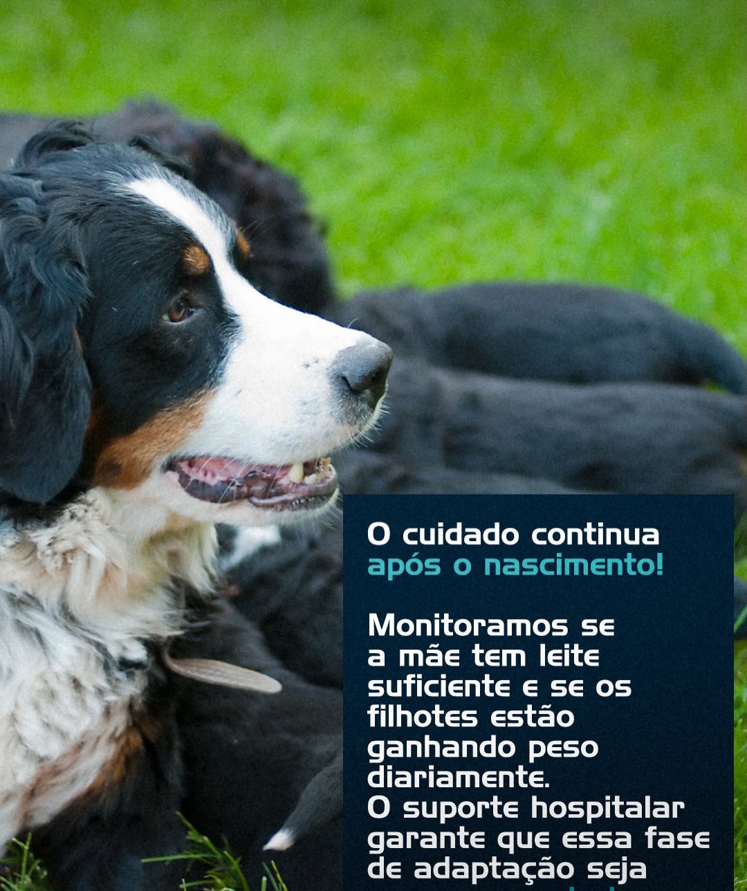 Pré-natal canino: Porque ele é negociável?