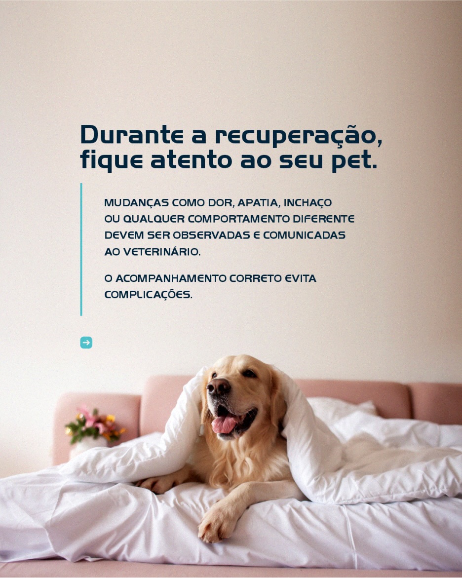  A recuperação do seu pet continua em casa, e é nesse momento que a atenção aos detalhes faz toda a diferença no resultado.