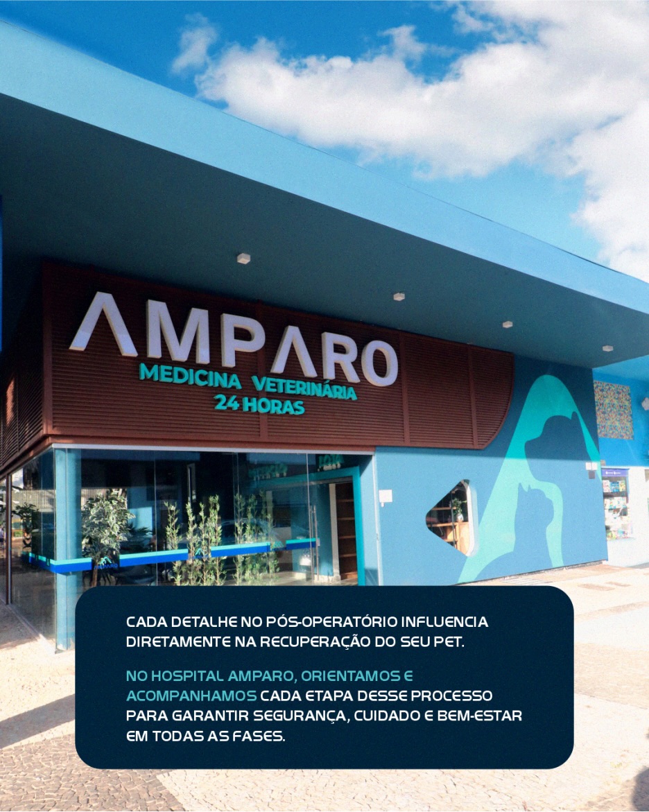 A recuperação do seu pet continua em casa, e é nesse momento que a atenção aos detalhes faz toda a diferença no resultado.