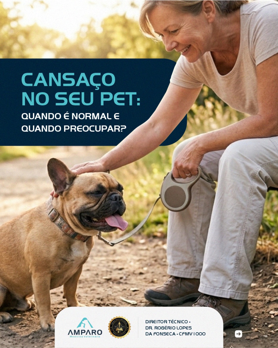 Você percebe que, aos poucos, seu pet já não tem a mesma disposição de antes.