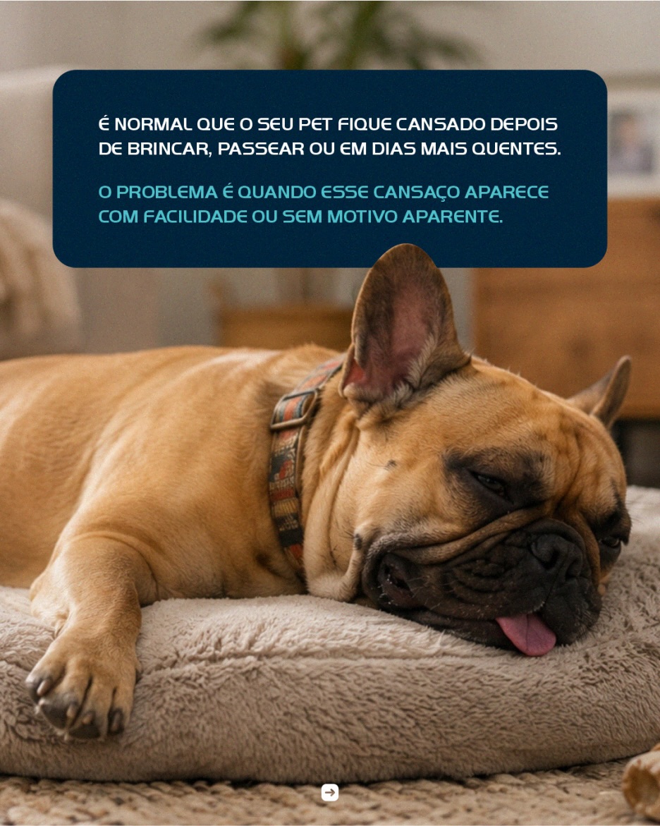 Você percebe que, aos poucos, seu pet já não tem a mesma disposição de antes.