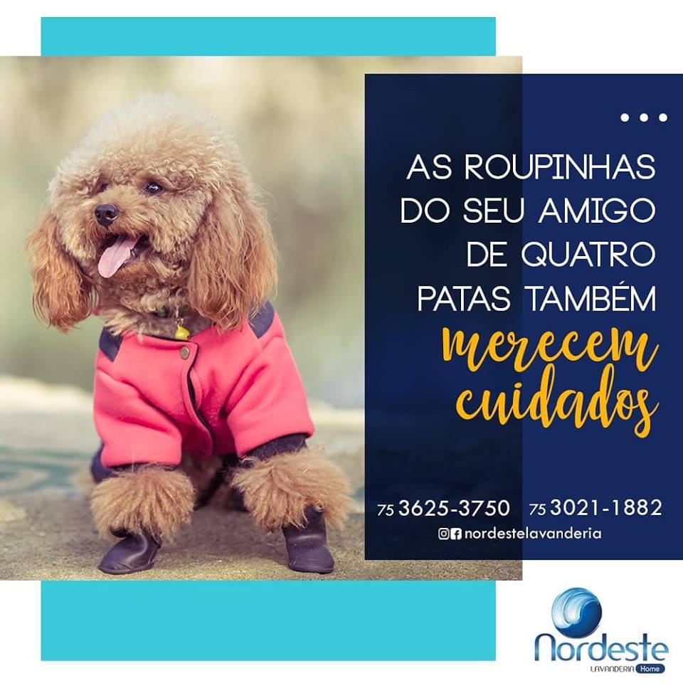 Você também gosta de vestir o seu pet?