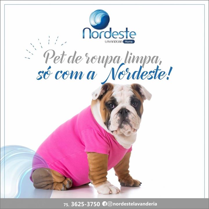 Pet com roupa limpa é na Nordeste!