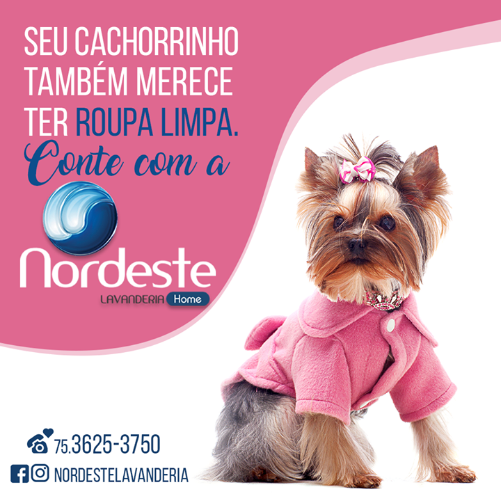 Nordeste Lavanderia cuida da roupinha do seu pet com carinho!