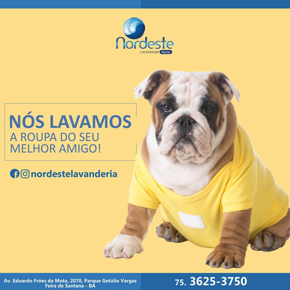 Nordeste Lavanderia também cuida das roupas do seu melhor amigo!