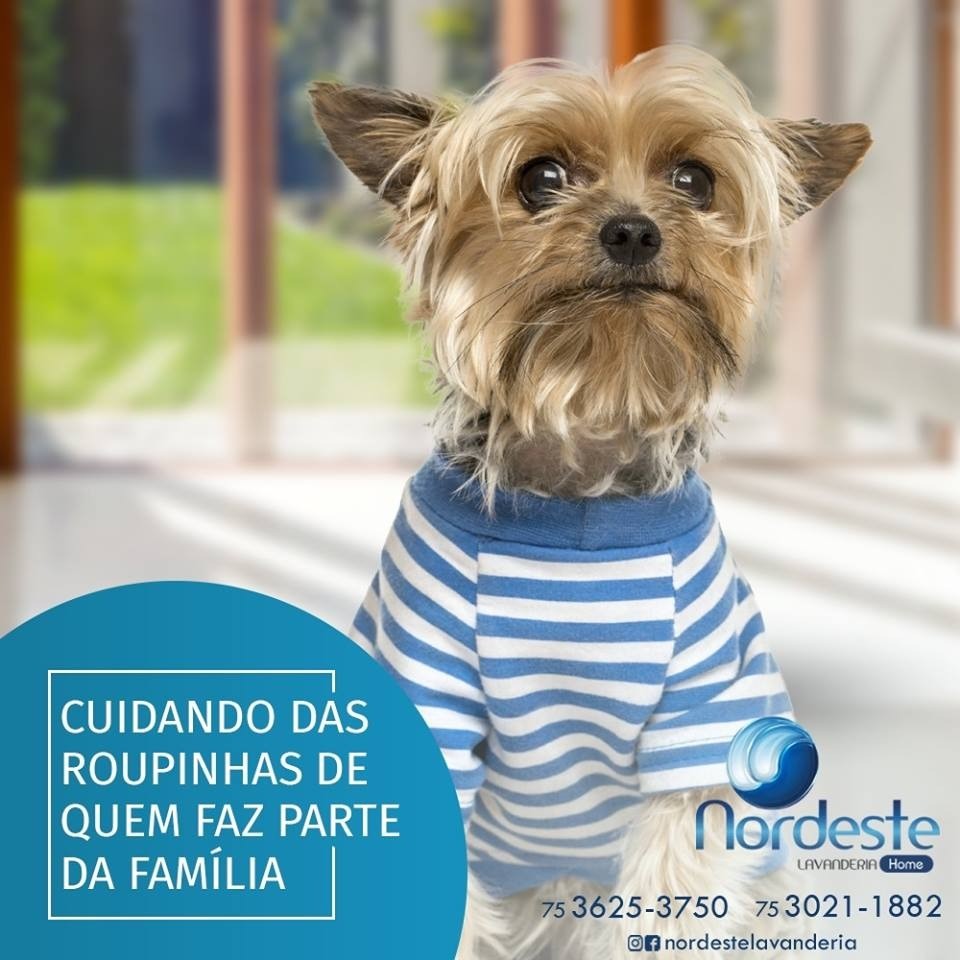 A roupa do seu Pet limpinha e cheirosa, deixe com a Nordeste!