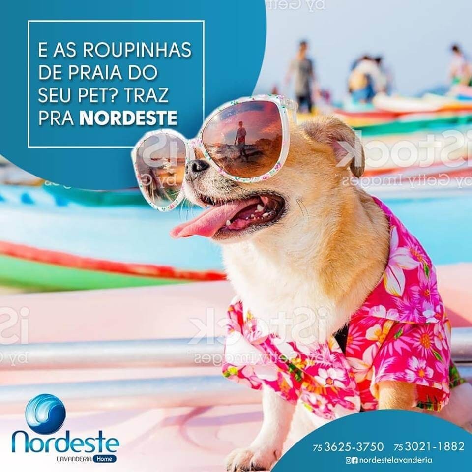 As roupinhas de pet aos cuidados da Nordeste Lavanderia!