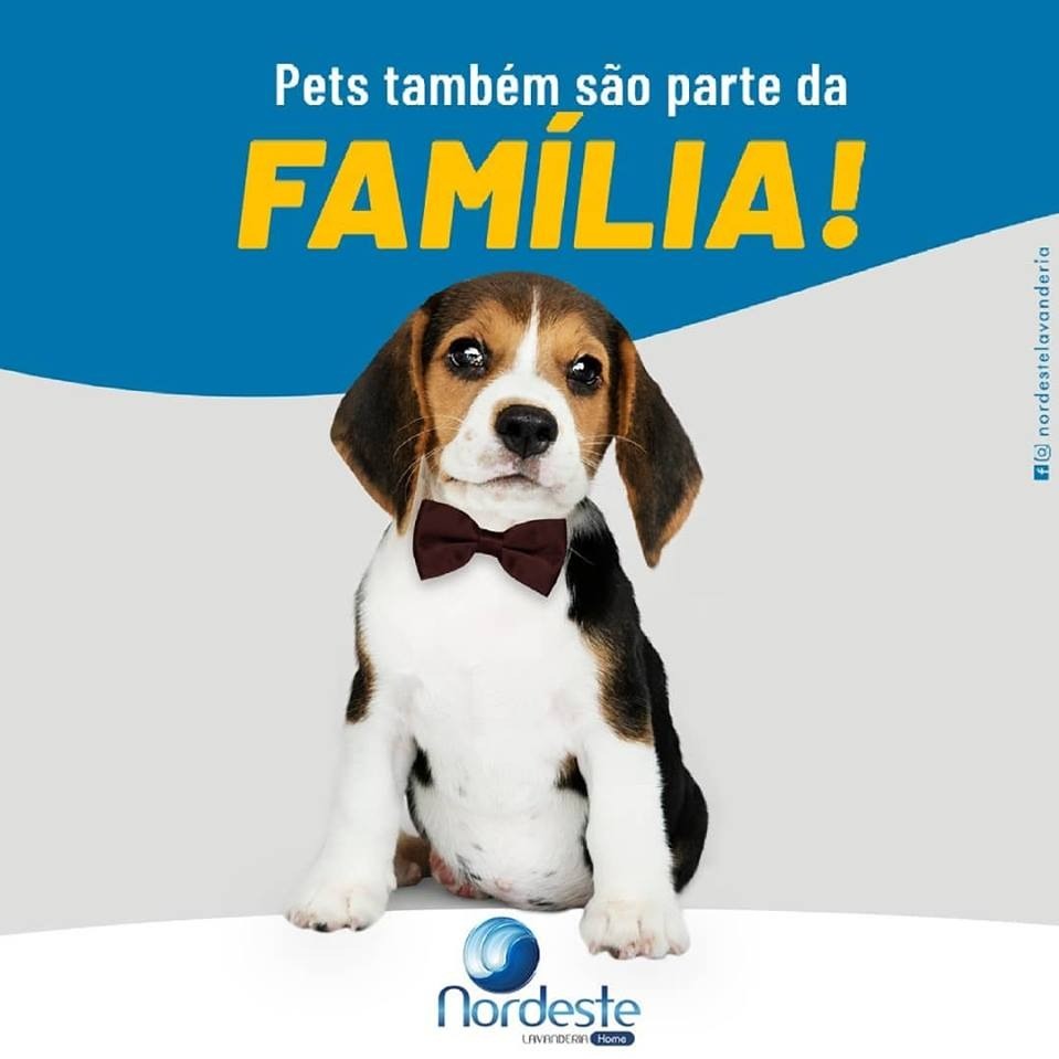 O seu pet também merece todo o carinho e atenção!