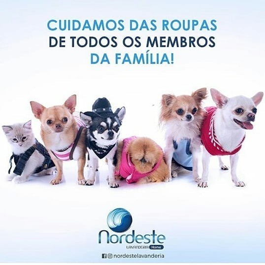 Os pets são membros especiais da família!