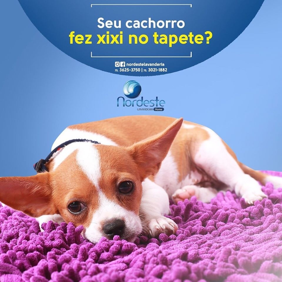O seu pet anda dando trabalho?