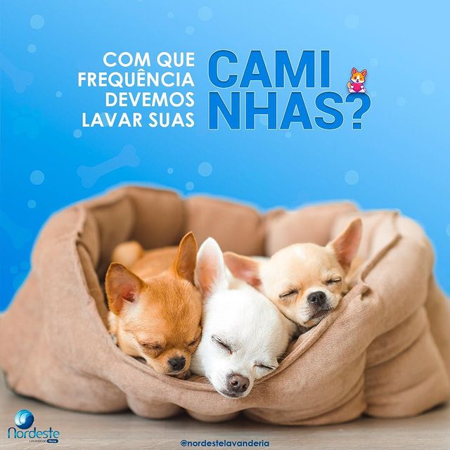 Seu pet precisa viver num ambiente limpo.