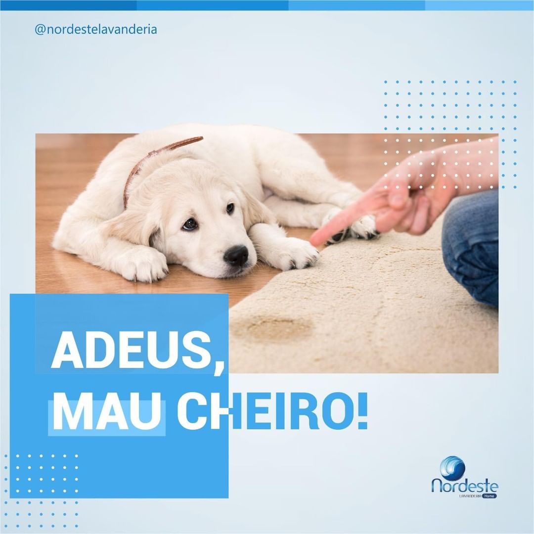 Seu pet fez xixi no tapete? Traz para nós, entregaremos limpinho e cheiroso!
