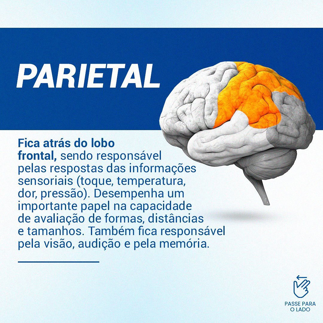 Conheça cada  lobo cerebral e suas  funções.