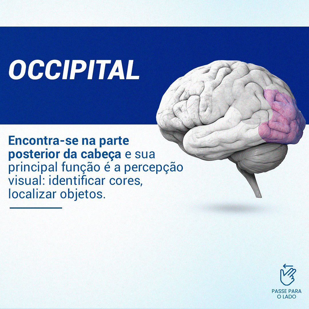 Conheça cada  lobo cerebral e suas  funções.